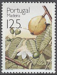 Madeira – M  156 A Tropiska Frukter – Guave, märke **