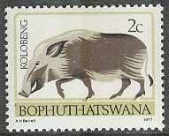 Bophuthatswana – M    2 C x Stamdjur – Vildsvin i Kolobeng-Stammen, 2 C **