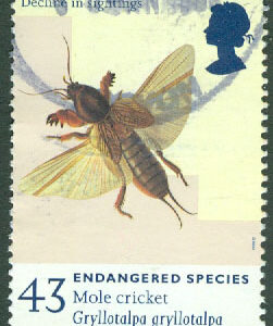 England – M 1727 Naturskydd – Insekter, Gryllotalpa gryllotalpa, 43 P stpl