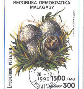 Madagaskar – M BL 154 Svampar – Vårtig röksvamp, Block