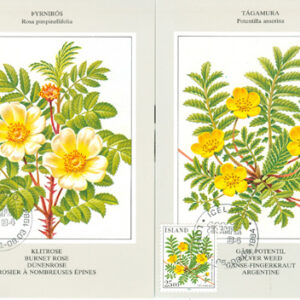 Island – Utställningskort 1984-03-06 – Blommor bl.a. Pimpinellaros, 2 kpl