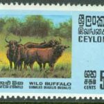 Ceylon – M  395 Vattenbufflar, 5 C **