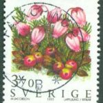 F 1902 Fjällblommor. Nära prakt FALKÖPING P 17.7.95 (R/Vg)